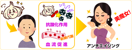 ニンニクのアンチエイジング（老化防止）効果