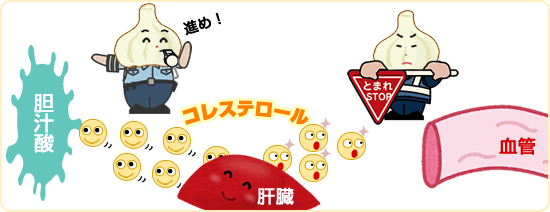にんにくのコレステロール低下・抑制効果