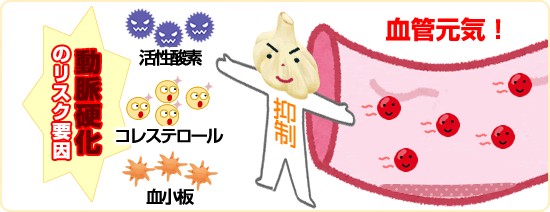 にんにくの動脈硬化予防・改善効果