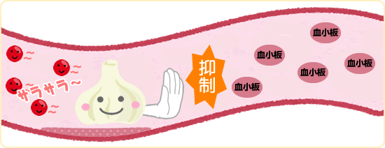 にんにくの血栓を作りにくくする効能