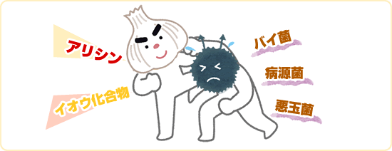 にんにくの抗菌・殺菌・解毒作用