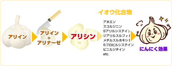 アリシン＆イオウ化合物
