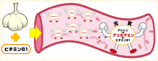 にんにくのビタミンB1の吸収を高める効能